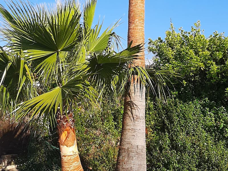 Corte y procesado de palmeras