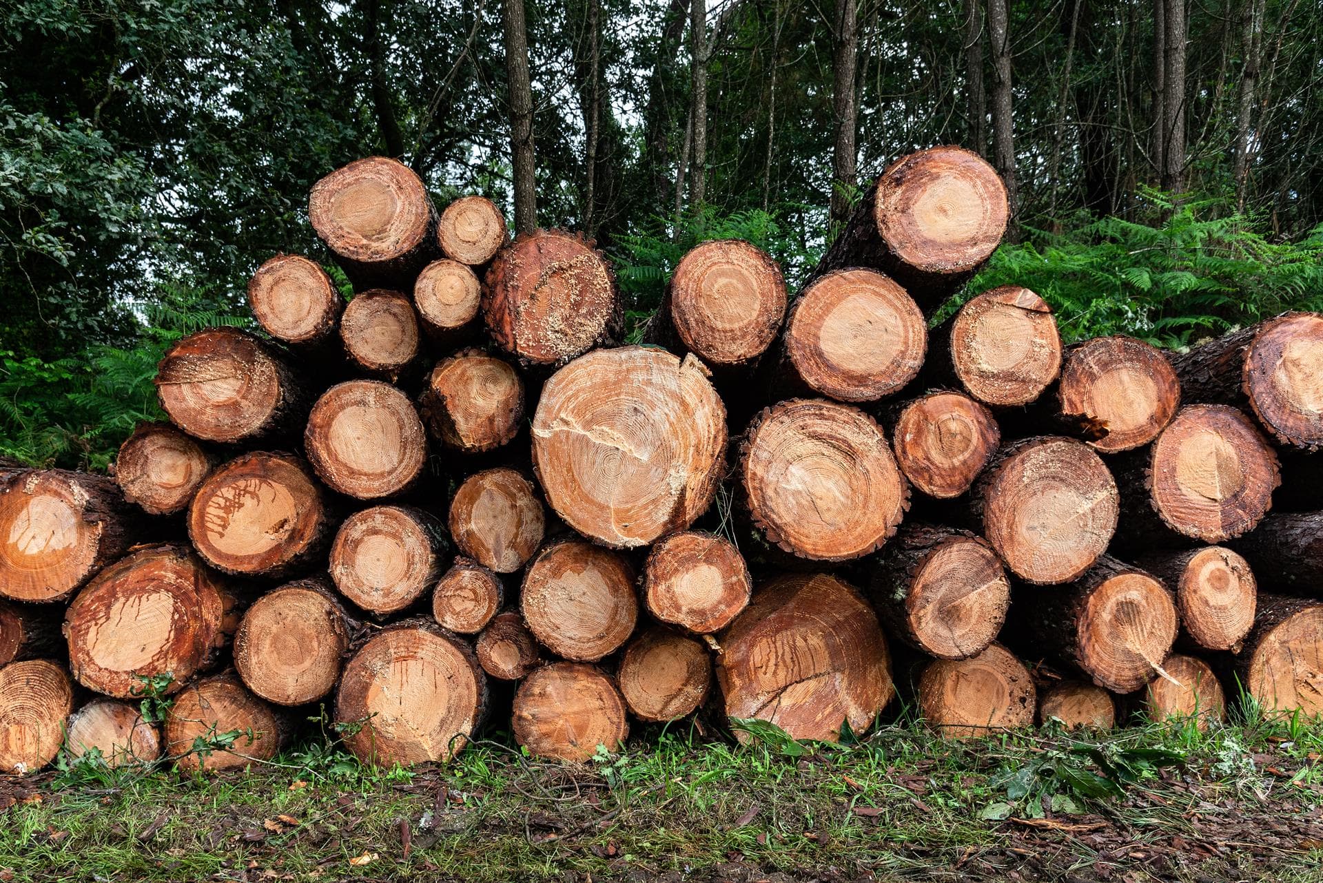 Corte y procesado de madera: evita trabajos innecesarios
