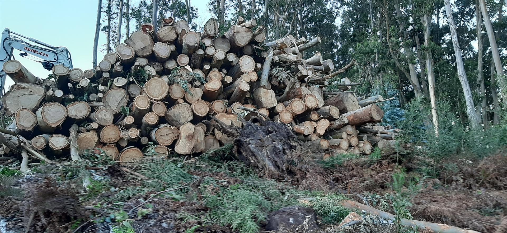 ¿Buscas expertos en servicios forestales en A Coruña o Pontevedra?