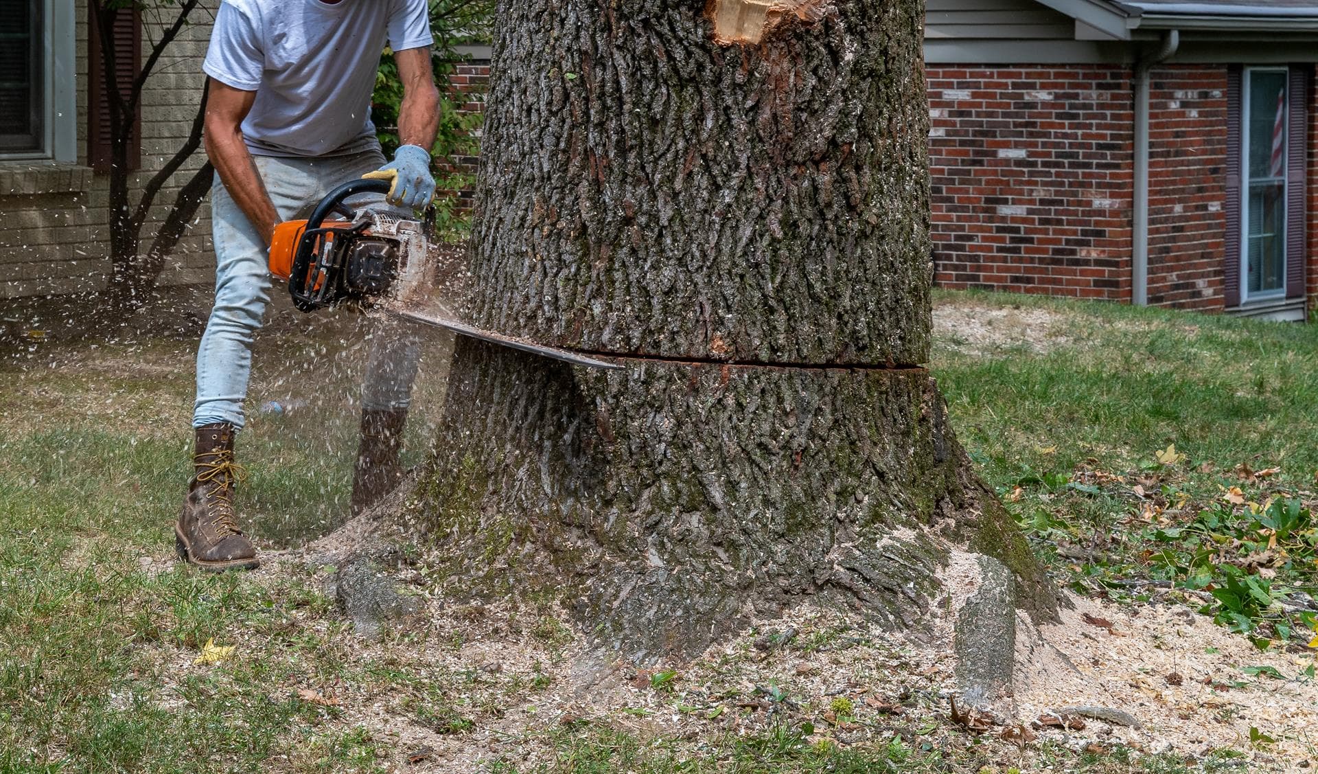 ¿Necesitas talar o podar un árbol?