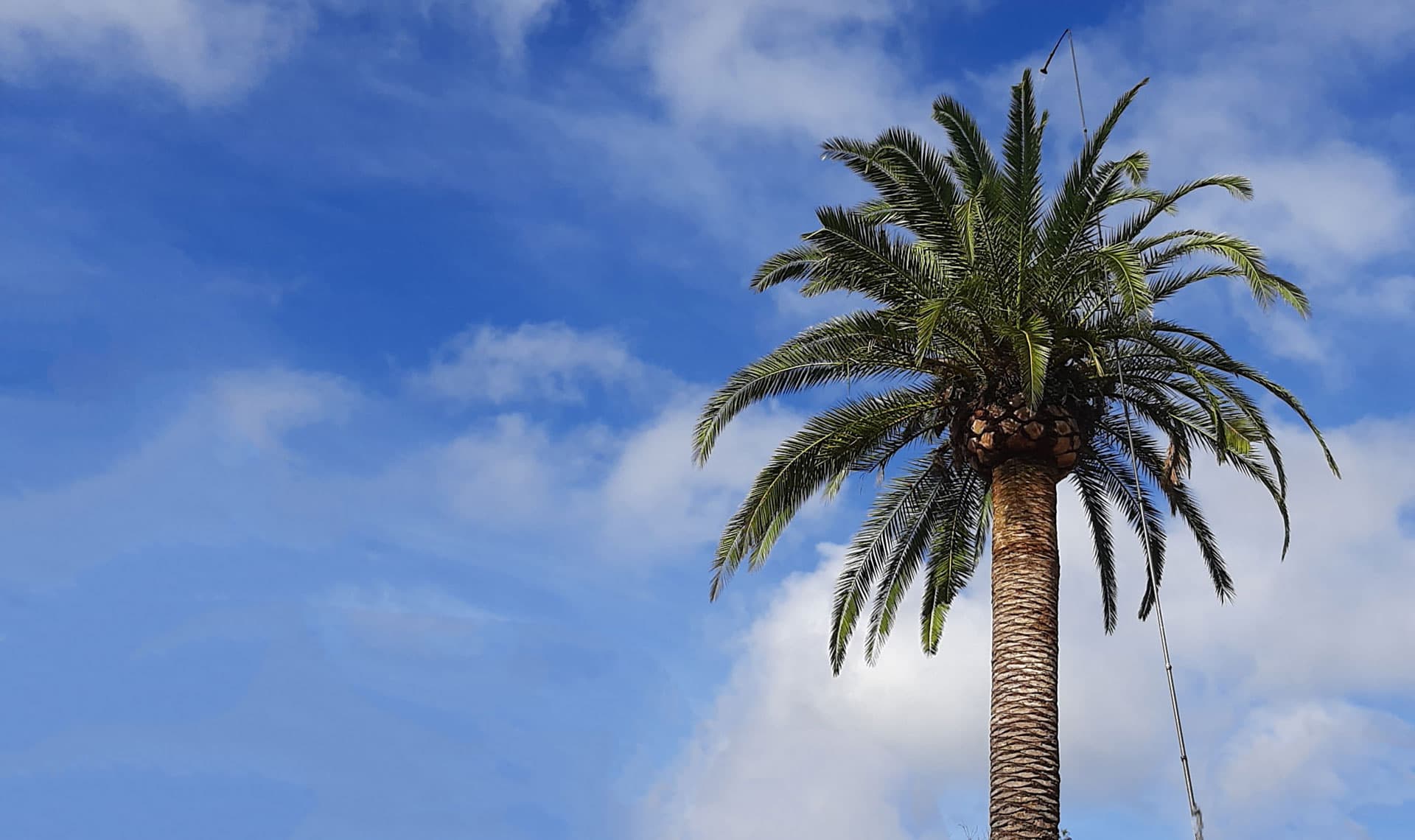 Tienes palmeras afectadas por el picudo rojo