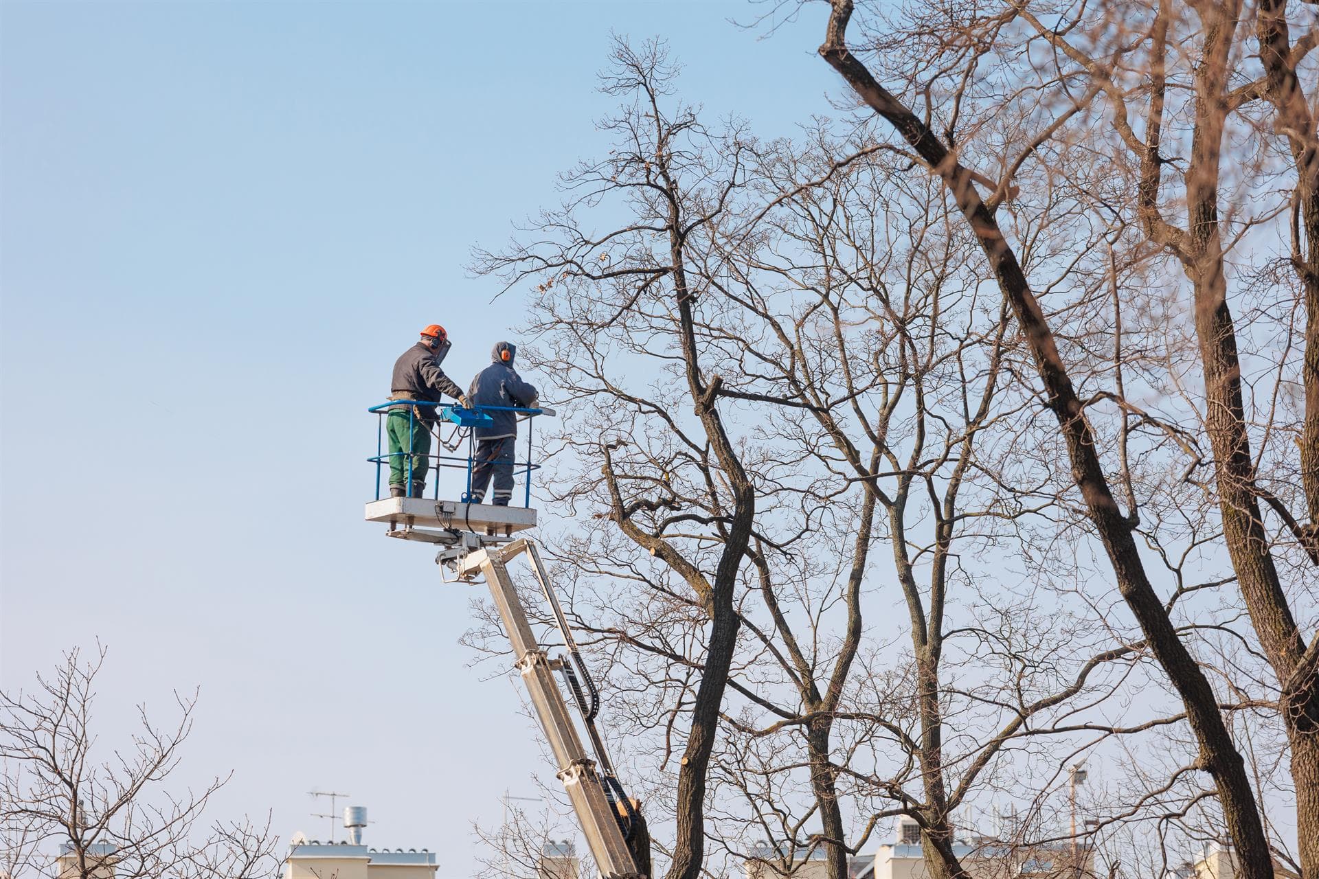 Realizamos podas en altura en A Coruña y Pontevedra