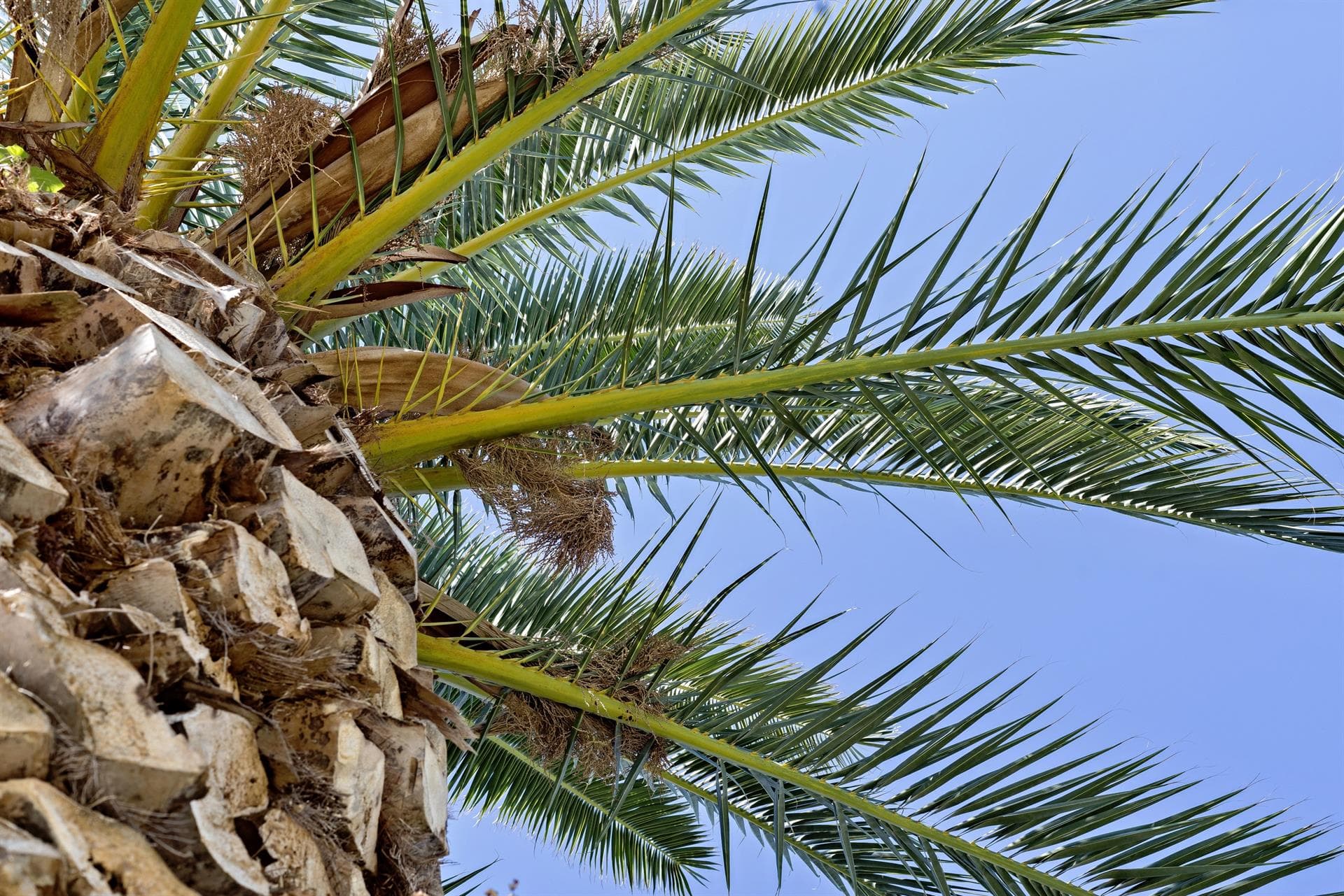 Salvar tu palmera es posible gracias al tratamiento para el picudo rojo