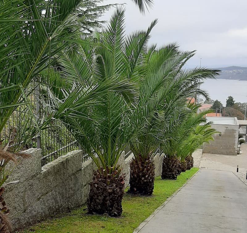 Soluciones forestales y de jardinería en A Coruña y Pontevedra