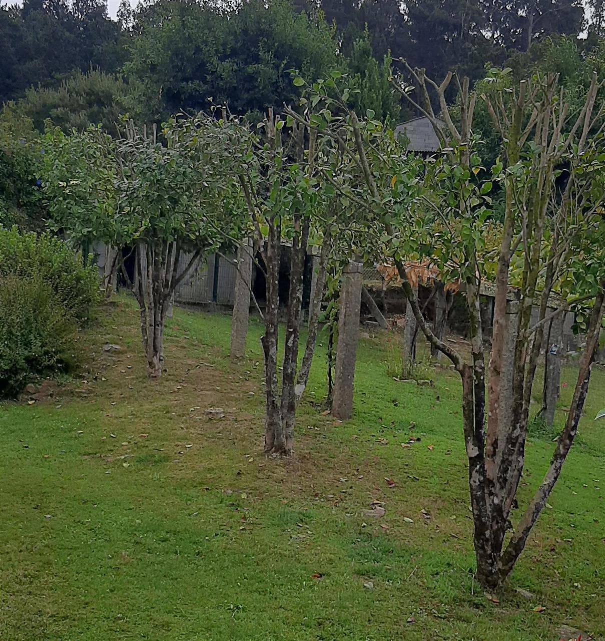 ¿Necesitas talar o podar un árbol?