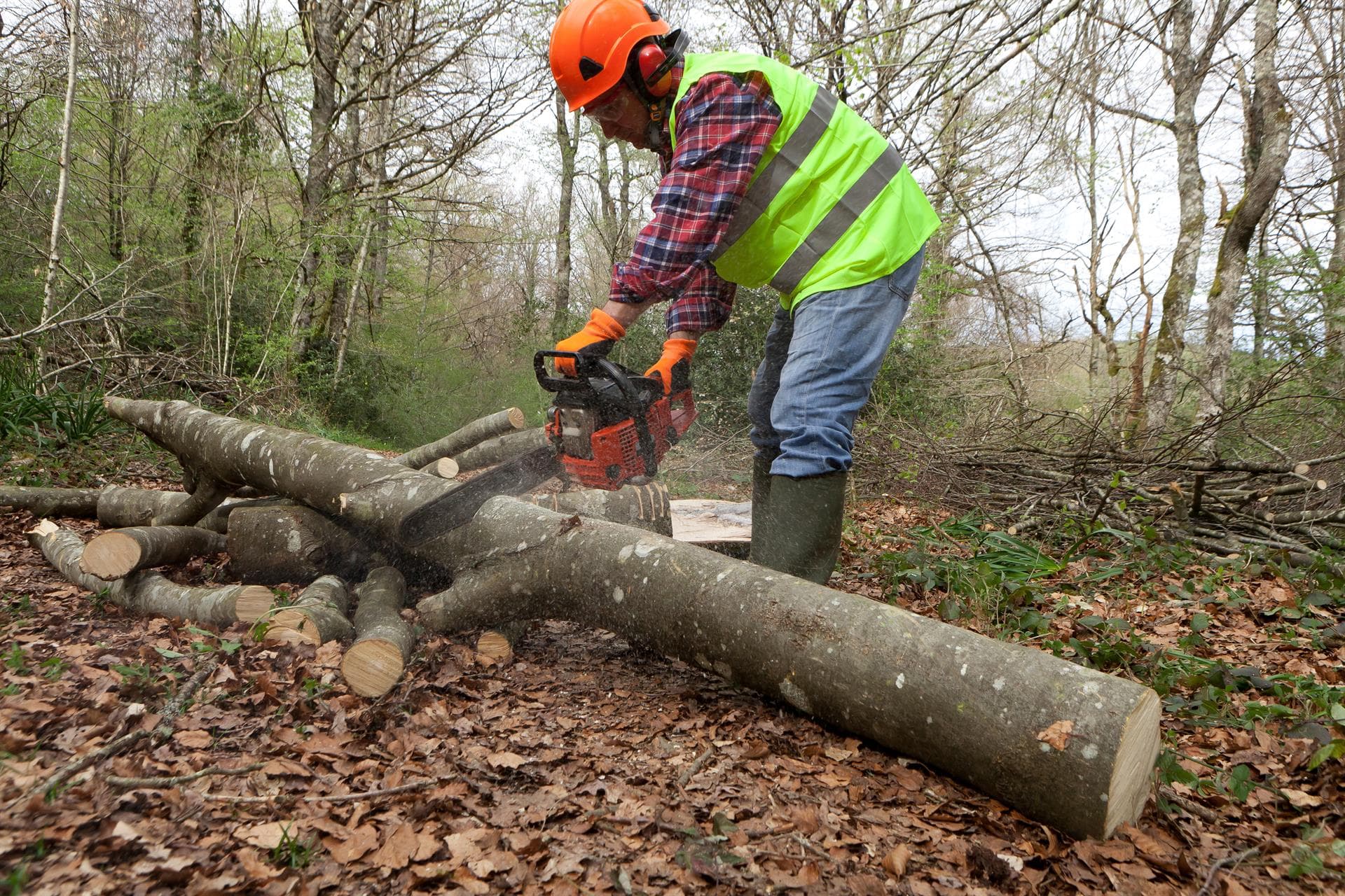 Queremos ir más allá con nuestros trabajos forestales y de jardinería