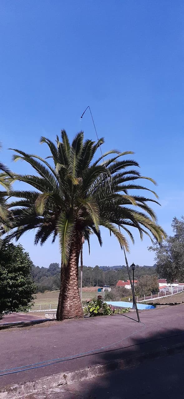 Realizamos tratamientos de palmeras en A Coruña y Pontevedra